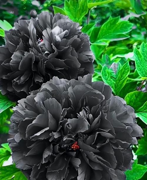 白黑色的花代表什么？白黑色花朵的象征意义是什么？