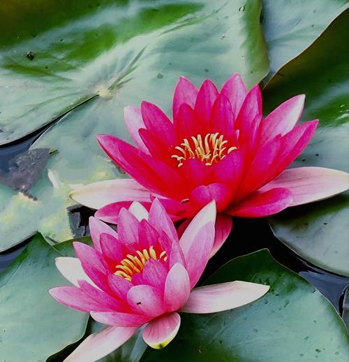 象征品行的花是什么花？哪种花象征着高尚的品行？