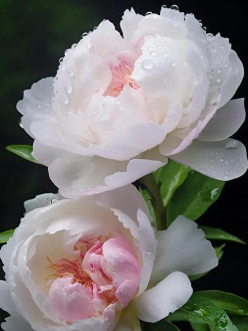 象征教会的花是什么花？教会常用花卉的象征意义有哪些？