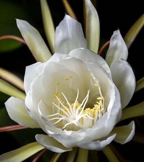 象征教会的花是什么花？教会常用花卉的象征意义有哪些？