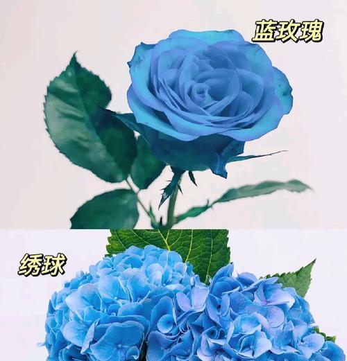蓝色花语代表什么？蓝色花卉的含义有哪些？