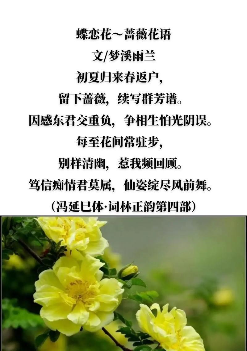 什么花代表坚持？揭秘坚持花语的花卉种类？