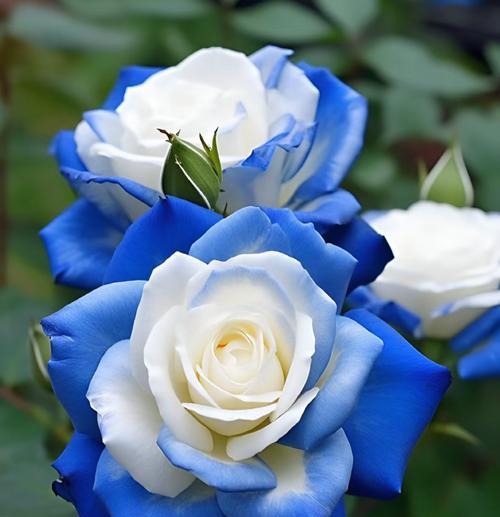 火焰血色玫瑰代表什么含义？花语有哪些？