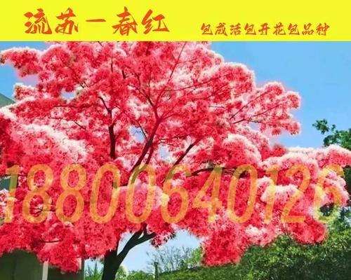 雪萝花的寓意是什么？雪萝花象征着什么含义？
