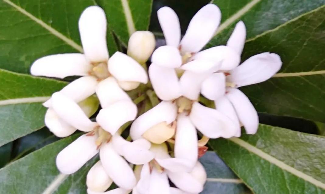 雪萝花的寓意是什么？雪萝花象征着什么含义？