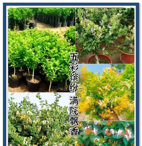 什么花象征着什么美好的愿望？常见花卉寓意解析