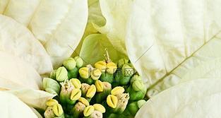 灰白色花朵代表什么？灰白色花的象征意义是什么？
