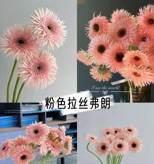 弗朗花象征着什么？了解弗朗花的深层含义和文化背景？
