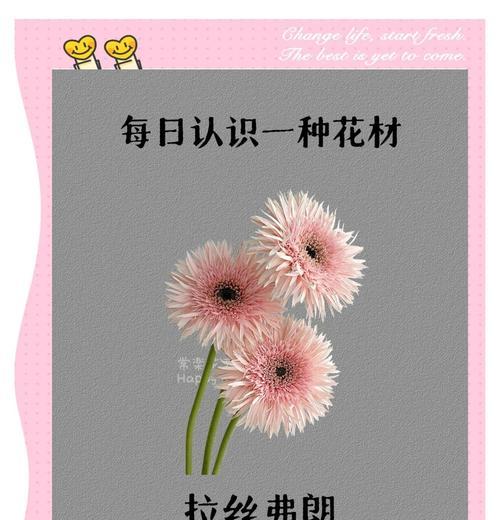 弗朗花象征着什么？了解弗朗花的深层含义和文化背景？
