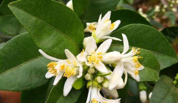 苦橙花的象征意义是什么？苦橙花代表了哪些情感？