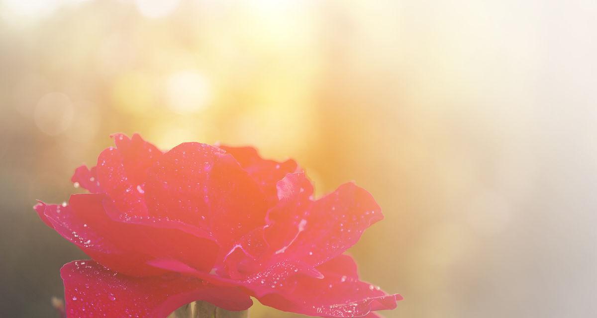 清晨的阳光和玫瑰花象征着什么？它们的寓意有哪些？