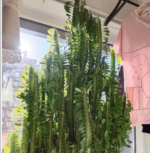 倒霉寓意的花是什么花？如何避免送错花语？