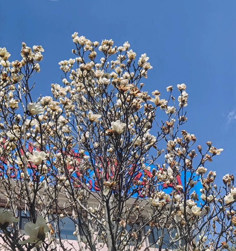 清香怡人象征什么花？花语和象征意义是什么？