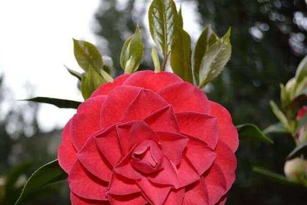 清香怡人象征什么花？花语和象征意义是什么？