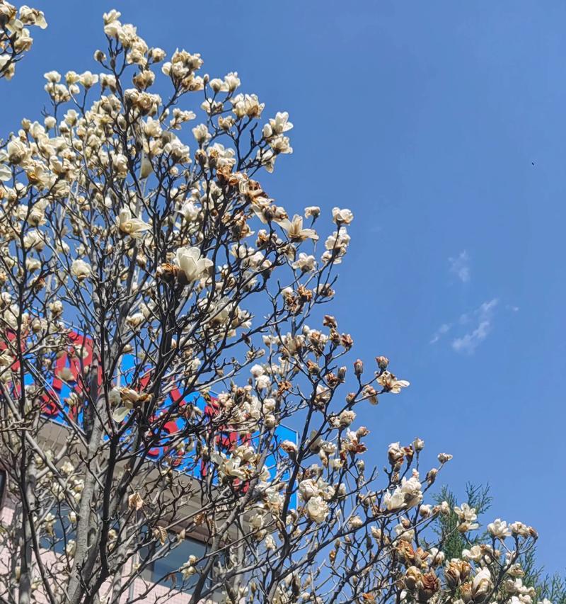 清香怡人象征什么花？花语和象征意义是什么？