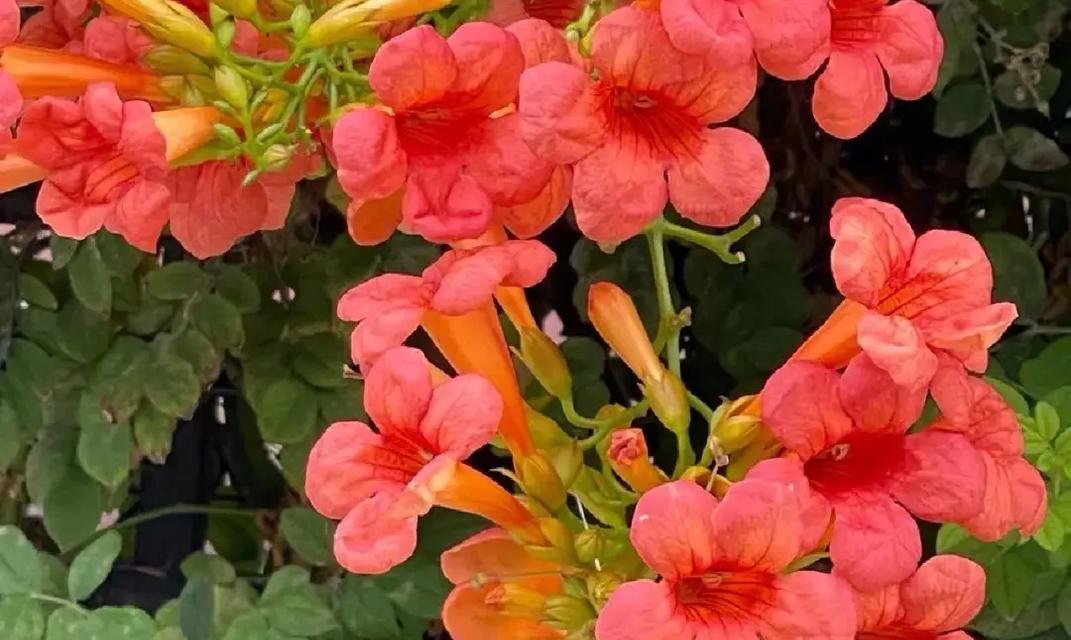 易折寓意好的花是什么花？如何挑选寓意吉祥的花卉？