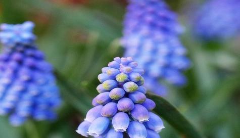 北栀的花语是什么？北栀花象征着什么含义？