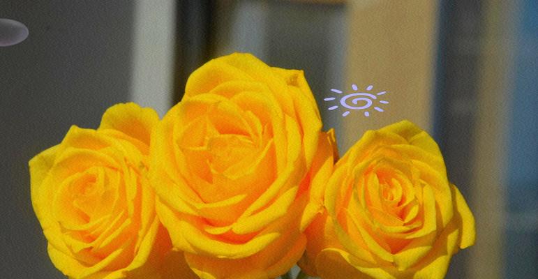 象征爱情光芒的花有哪些？这种花的花语是什么？