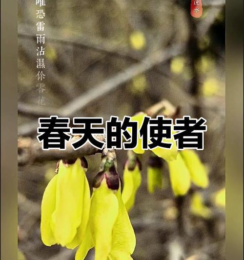 象征重获新生的花有哪些？这种花的花语是什么？