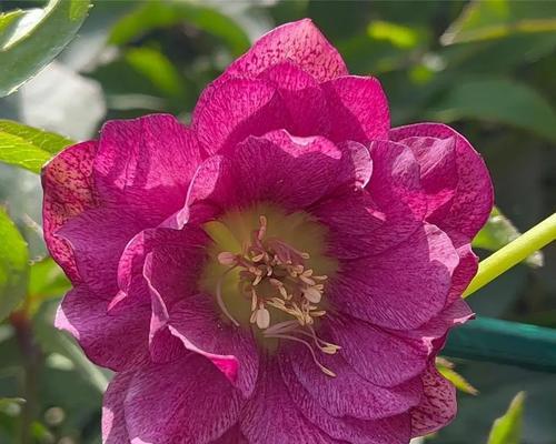 象征重获新生的花有哪些？这种花的花语是什么？