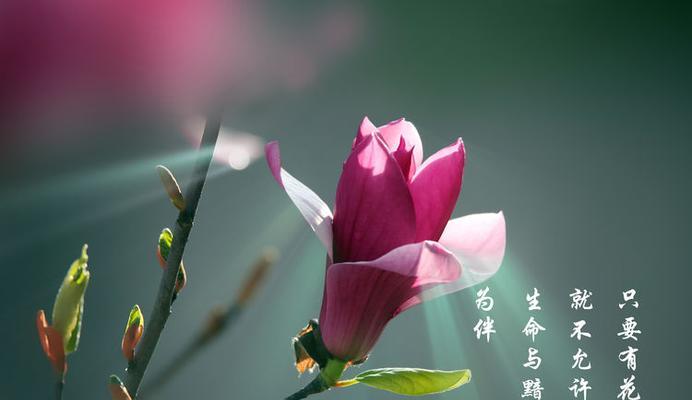 花醉的寓意象征是什么？花醉代表了哪些含义？