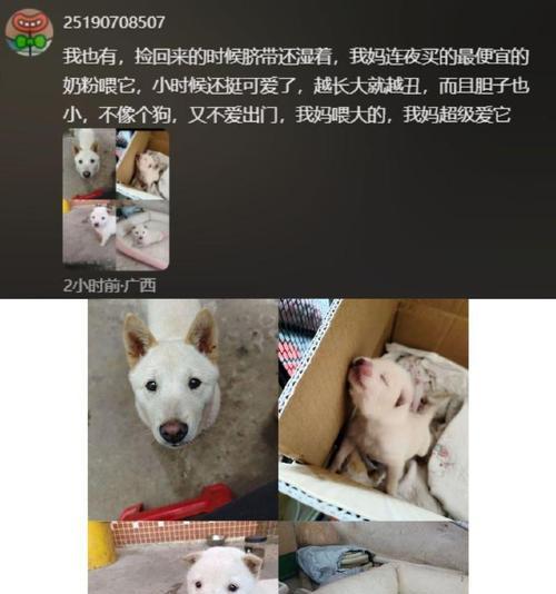 各种动物的花语是什么？它们分别代表了什么含义？
