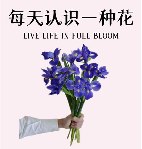 叙述花的寓意是什么？如何理解各种花的象征意义？