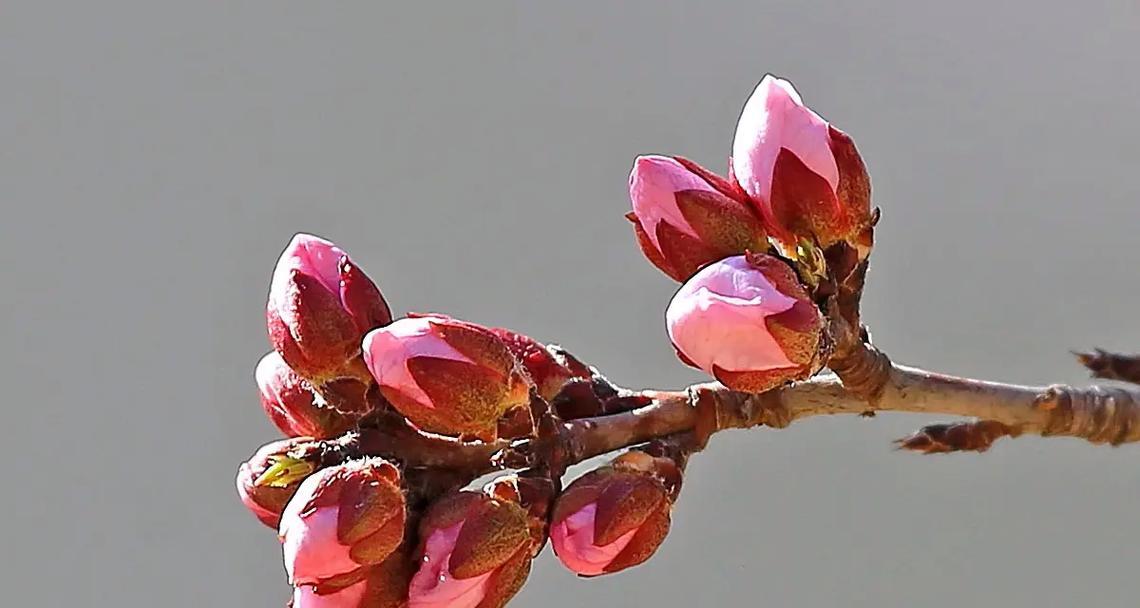 桃花的花象征着什么？桃花的花语有哪些含义？