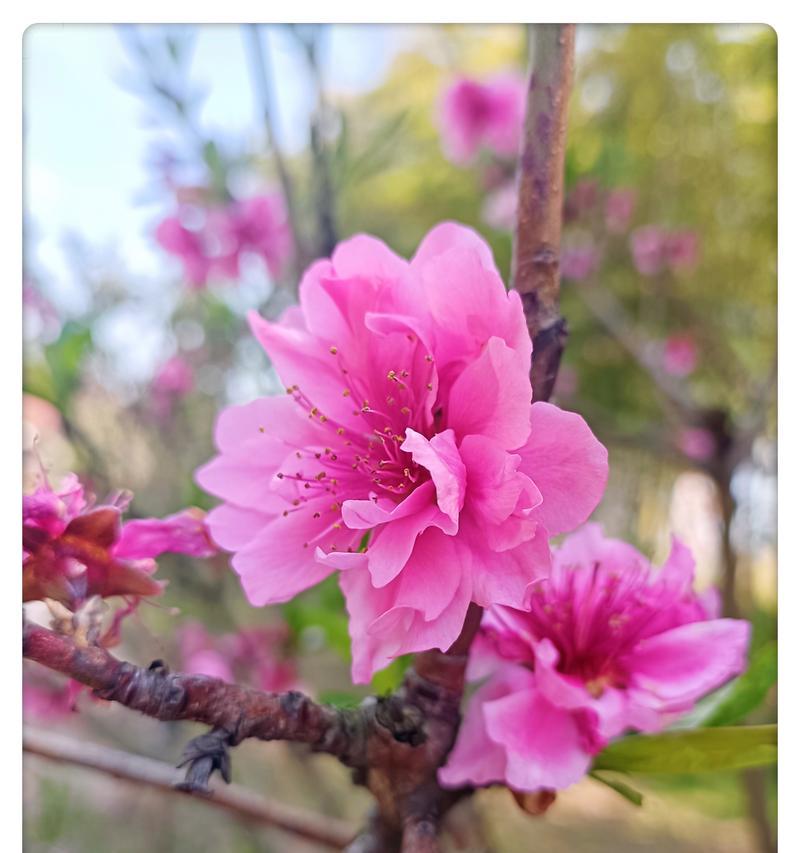 桃花的花象征着什么？桃花的花语有哪些含义？