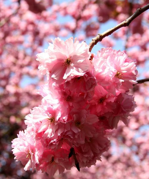 桃花的花象征着什么？桃花的花语有哪些含义？
