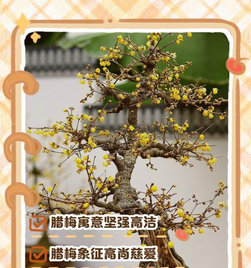 金丝腊梅花语是什么？了解金丝腊梅的象征意义和花语含义？