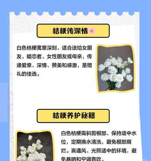 桔梗花的花语和象征意义是什么？了解其背后的文化含义？
