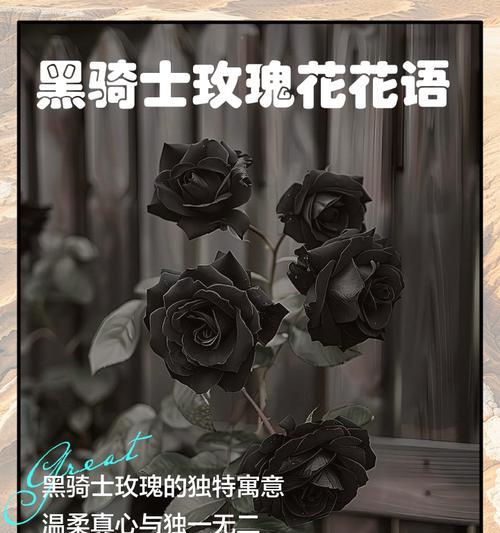 送黑花代表什么？黑花的象征意义和常见问题解答？