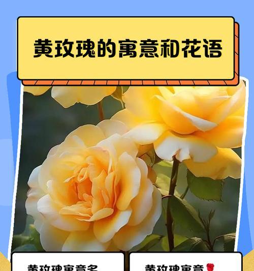 99朵玫瑰代表什么意思？一朵花的寓意有哪些？