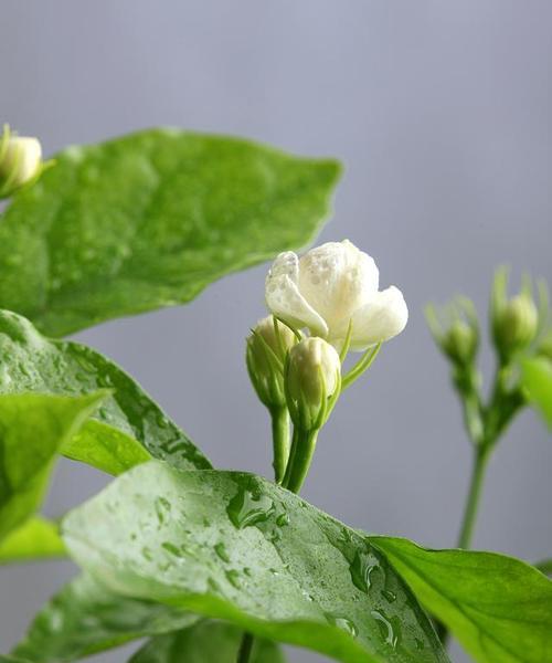 茉莉花象征意义是什么？茉莉花的象征含义有哪些常见问题？