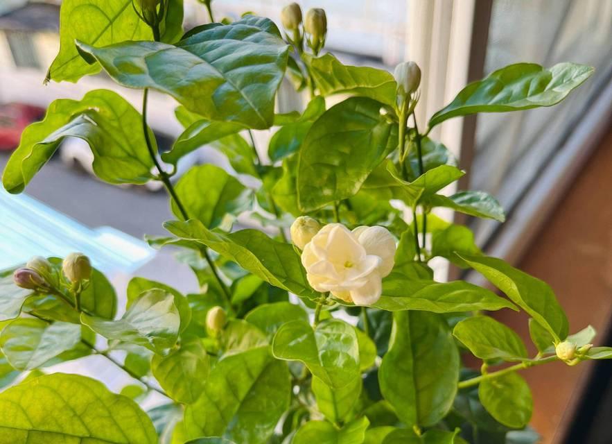 茉莉花象征意义是什么？茉莉花的象征含义有哪些常见问题？