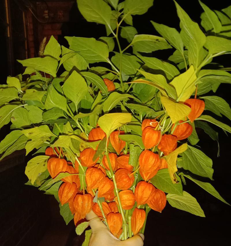象征小姑娘的花是什么花？这种花的花语和象征意义是什么？