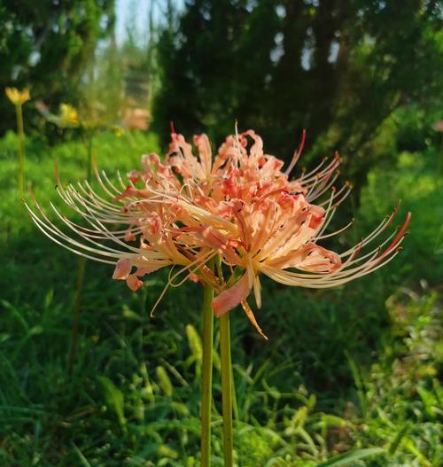 象征小姑娘的花是什么花？这种花的花语和象征意义是什么？