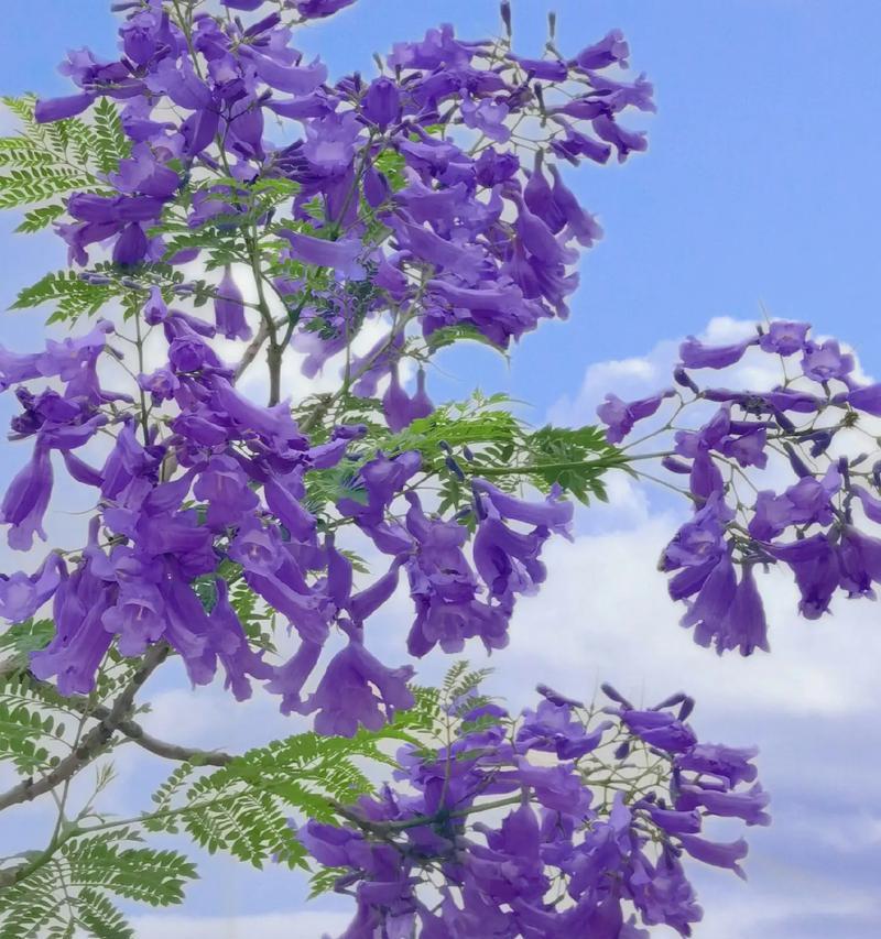 蓝花楹的寓意与象征是什么？如何理解蓝花楹的文化意义？