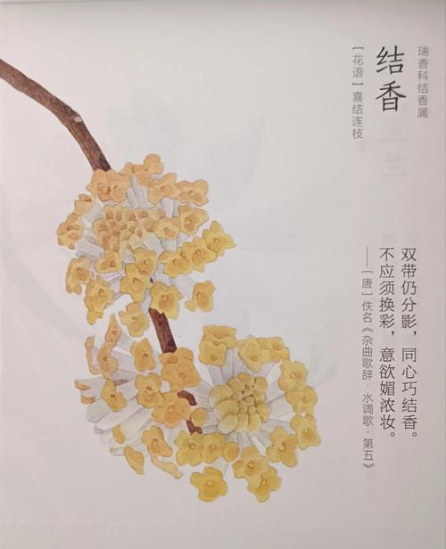 什么花象征爱情长存的意思？如何挑选代表永恒爱情的花卉？