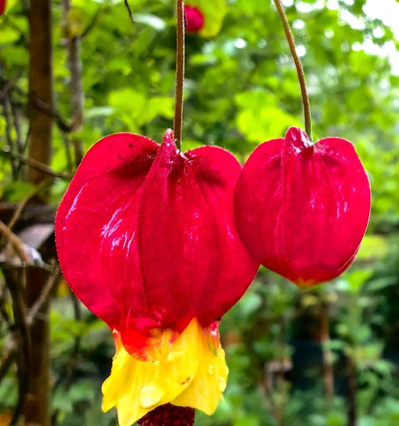 灯笼花花语是什么？如何正确理解灯笼花的寓意？