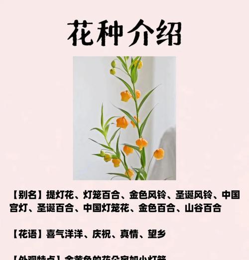 灯笼花花语是什么？如何正确理解灯笼花的寓意？