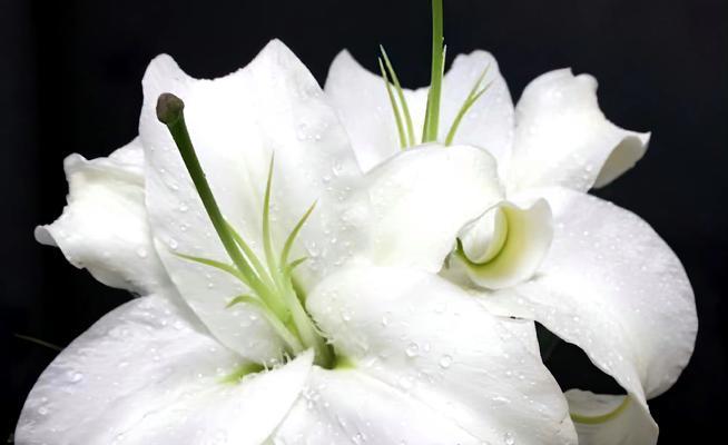 水灵花的寓意是什么？如何正确理解水灵花的象征意义？