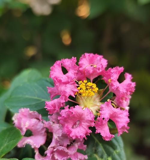 紫薇花语代表什么？紫薇花的含义有哪些常见疑问解答？