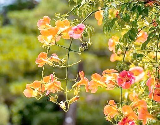 象征想爱不敢爱的花代表什么含义？