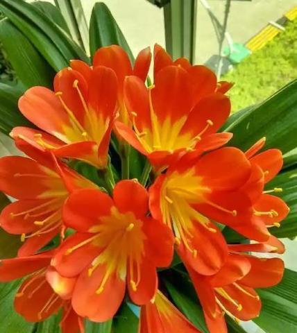 7月份有哪些寓意美好的花卉推荐？它们分别代表什么含义？