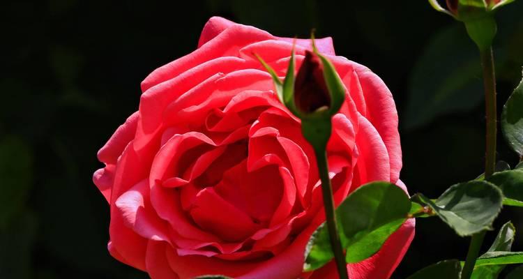 7月份有哪些寓意美好的花卉推荐？它们分别代表什么含义？