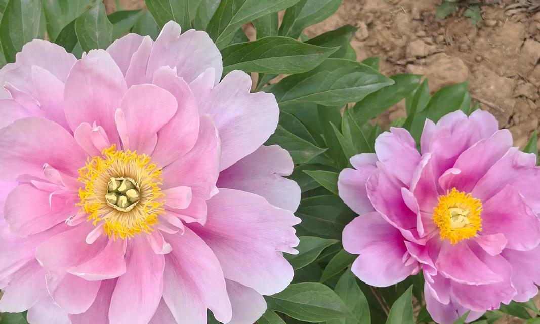 牡丹的花语代表了什么含义？如何理解牡丹的象征意义？