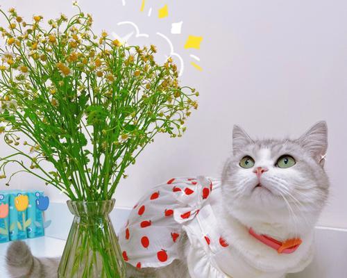 野生小猫花语是什么？如何解读它们的含义？