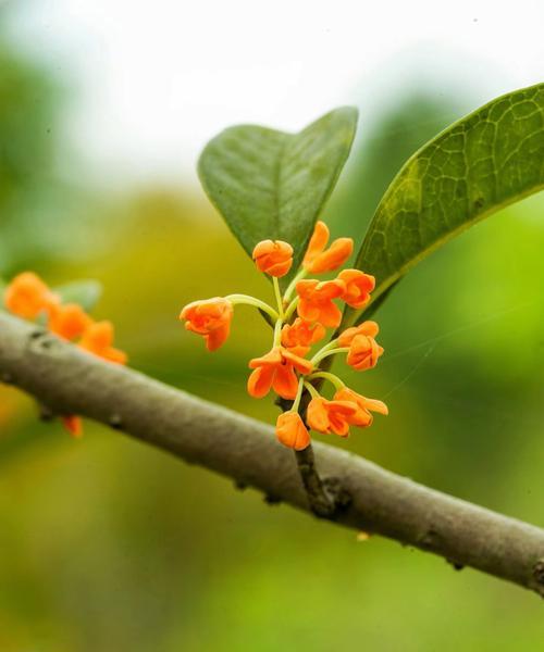 秋天开的花寓意什么？常见秋季花卉的象征意义解析？